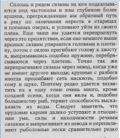 Карп по Сабанееву 4.jpg