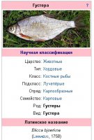 Густера...jpg