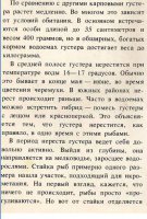 Густера 1.jpg