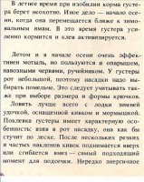 Густера 3.jpg
