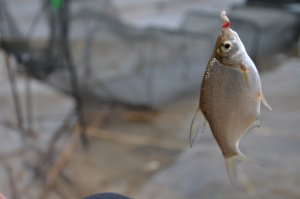 DSC_1334.JPG