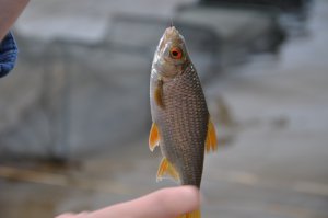 DSC_1335.JPG