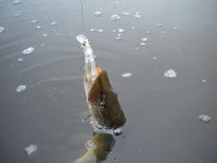 DeadMinnow.jpg