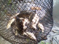 IMG0035A.jpg