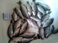 IMG0233A.jpg