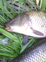 IMG0197A.jpg