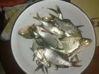муромская мелюзга8.jpg