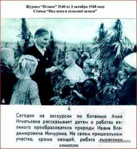 31893069_konoplya2.jpg