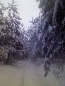 IMG478.jpg