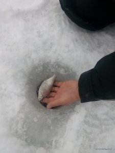 IMG_20160127_113401.jpg