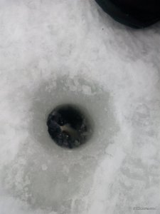 IMG_20160127_113406.jpg
