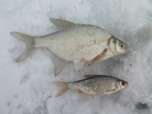 IMG_6955.JPG