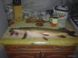 280120161070.jpg