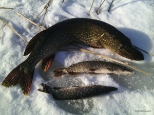 IMG_20160130_112242.jpg