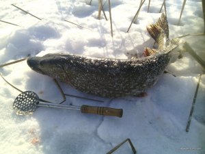 IMG_20160130_093449.jpg