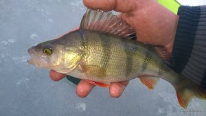 WP_20160131_039.jpg