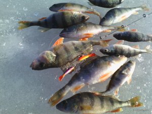 IMG_20160130_094920.jpg