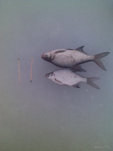 IMG483.jpg
