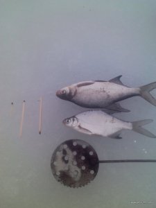 IMG486.jpg