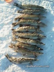 IMG_20160208_154327.jpg