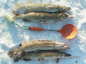 IMG_20160208_154440.jpg