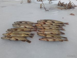 IMG_2016-02-01_153819.jpg