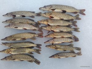 IMG_2016-02-01_153732.jpg