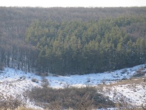 IMG_7595.JPG