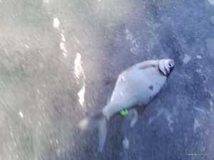 IMG_20160220_075237.jpg