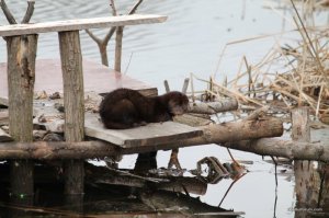 IMG_7301.JPG