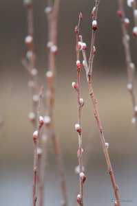 IMG_7294.JPG