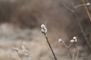 IMG_7309.JPG