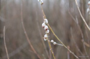 IMG_7310.JPG