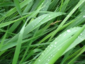 IMG_0133.jpg