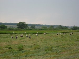 IMG_0219.jpg