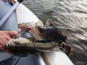 IMG_20160312_141128.jpg