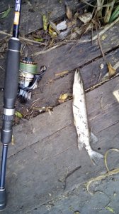 IMG_20160313_123645.jpg