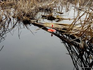 IMG_20160313_074046.jpg