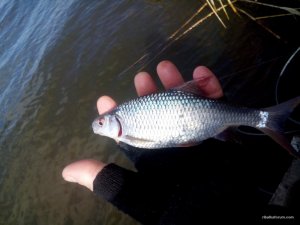 DSC_0245[1].jpg