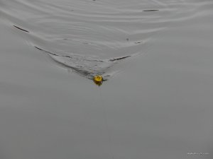 DSCN4527.JPG
