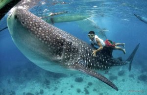 Oslob-Cebu-South-Philippines.jpg