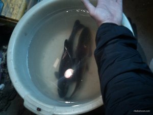IMG_20160317_213930.jpg
