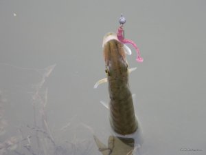 DSCN9520.jpg