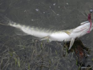 DSCN9521.jpg