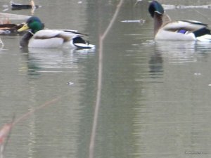 DSCN9525.jpg
