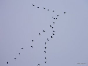 DSCN9533.jpg
