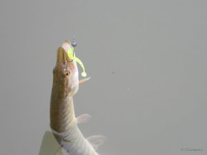 DSCN9535.jpg