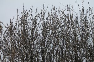 IMG_7451.JPG