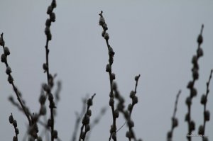 IMG_7452.JPG