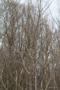 IMG_7474.JPG